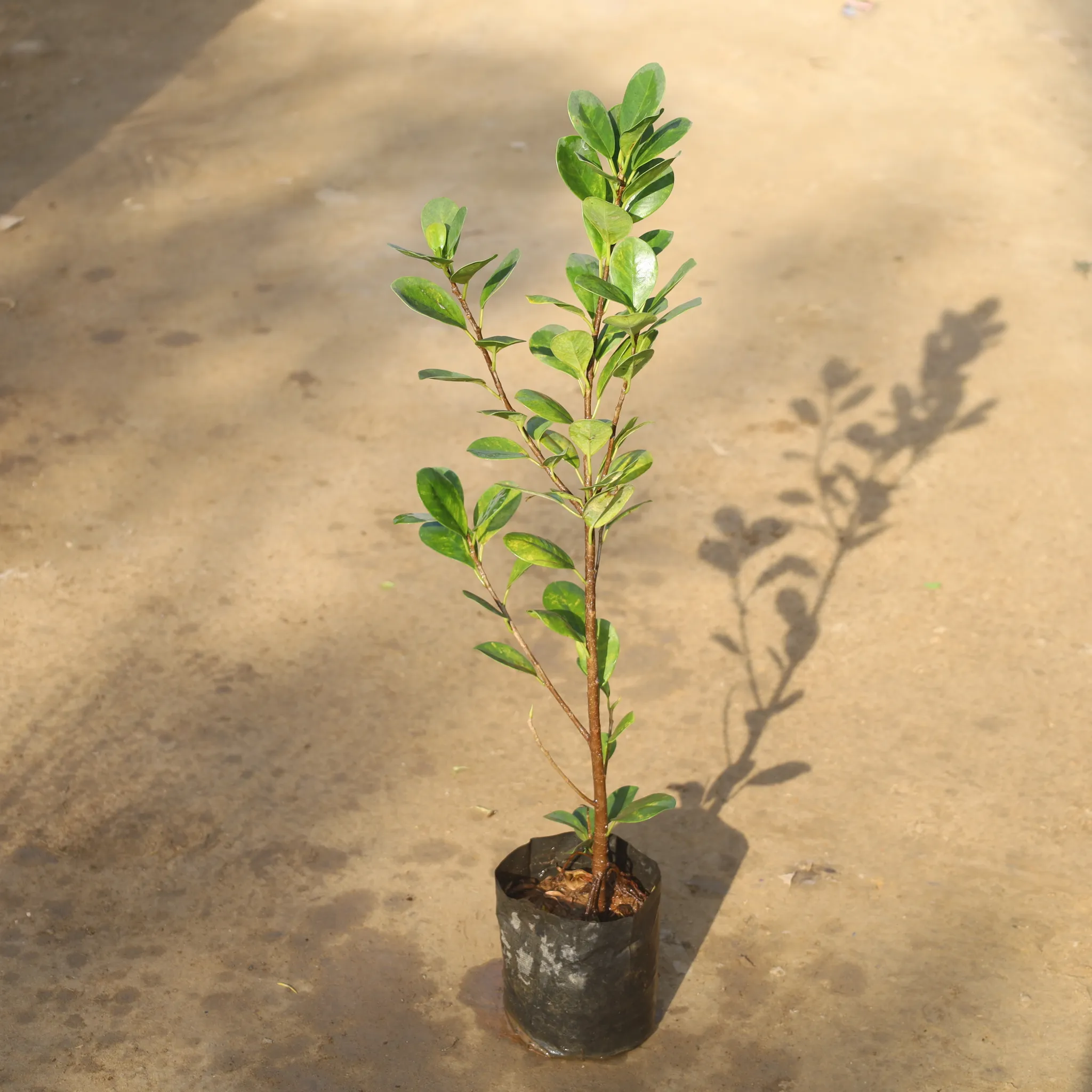 Ficus Moclaim Green in 5 Inch Nursery Bag
