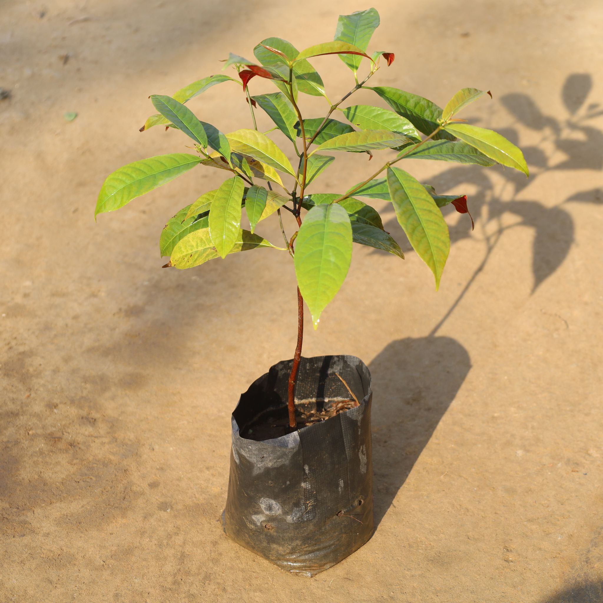 Laila Majnu in 4 Inch Nursery Bag