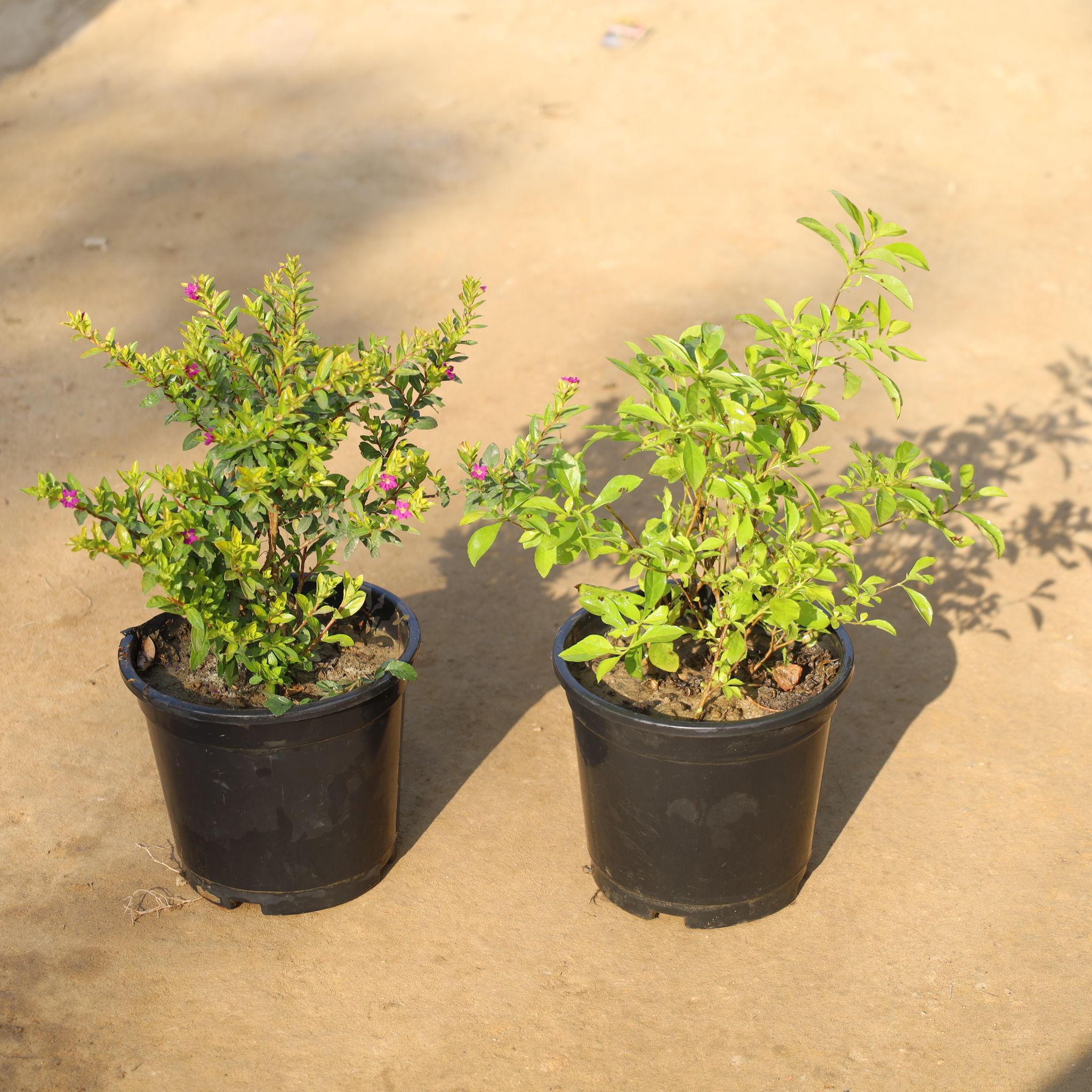 Set Of 2 - Cuphea / False Heather & Golden Duranta in 6 Inch Nursery Pot