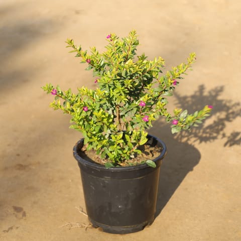 Cuphea / False Heather in 6 Inch Nursery Pot