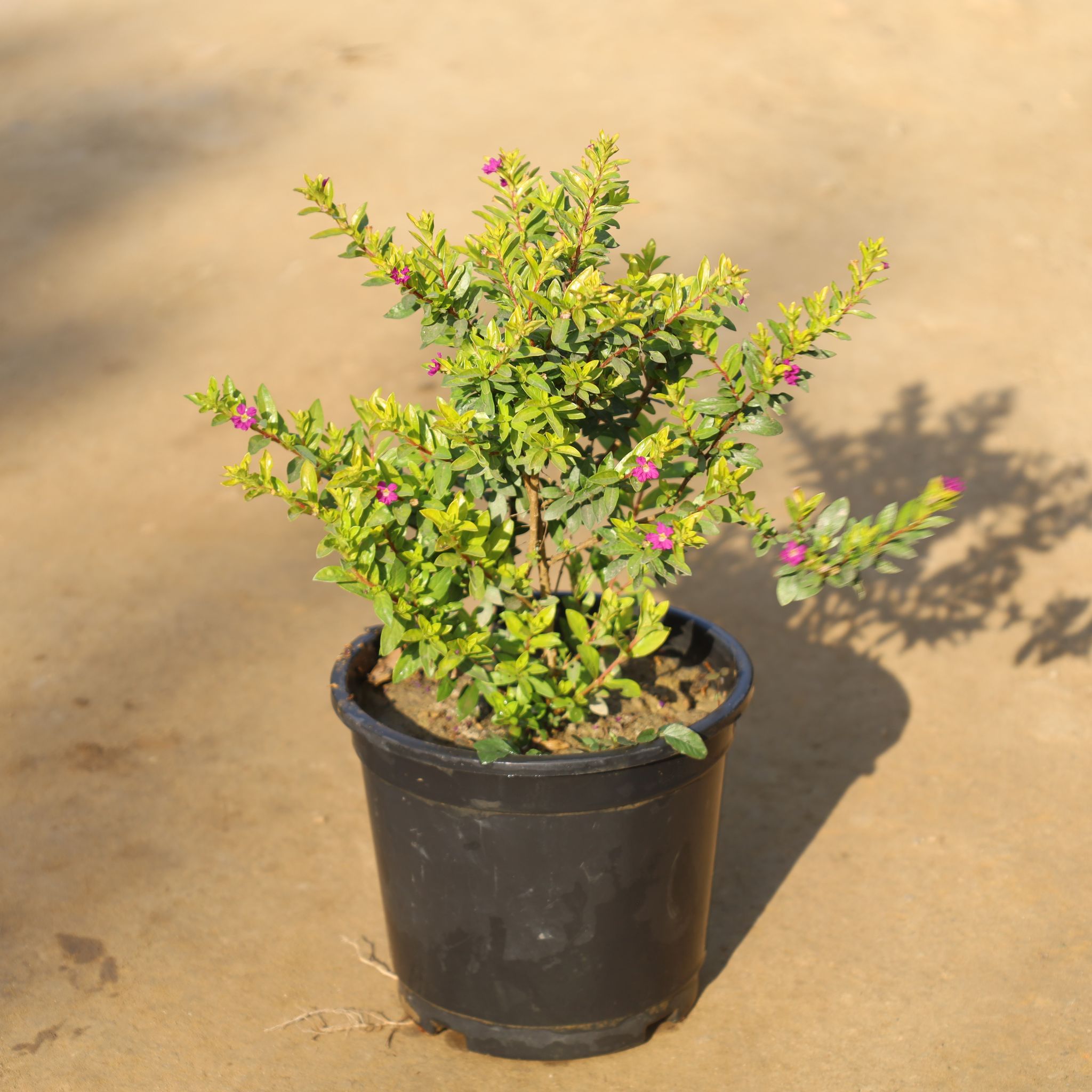 Cuphea / False Heather in 6 Inch Nursery Pot