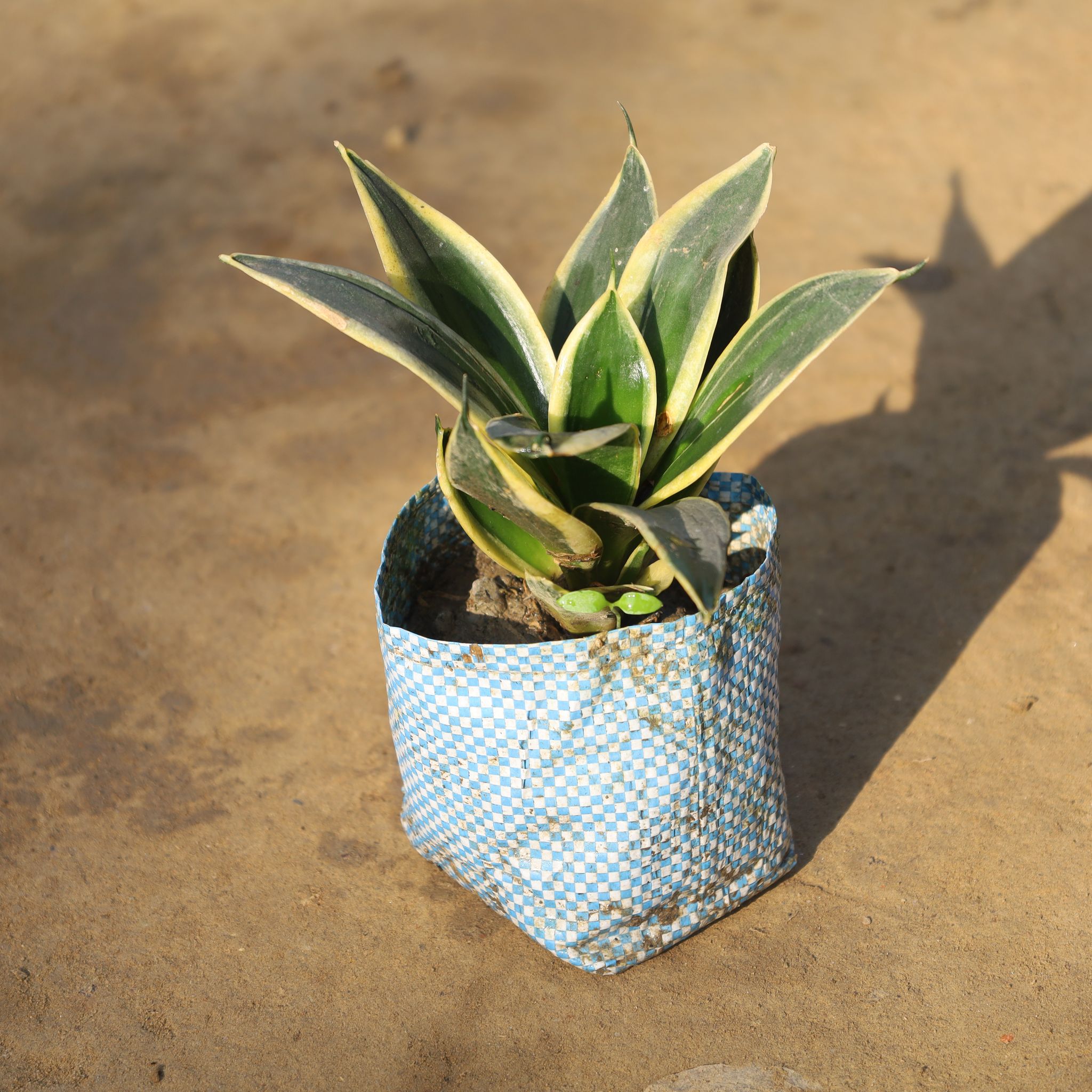 Snake Golden Dwarf in 4 Inch Nursery Bag