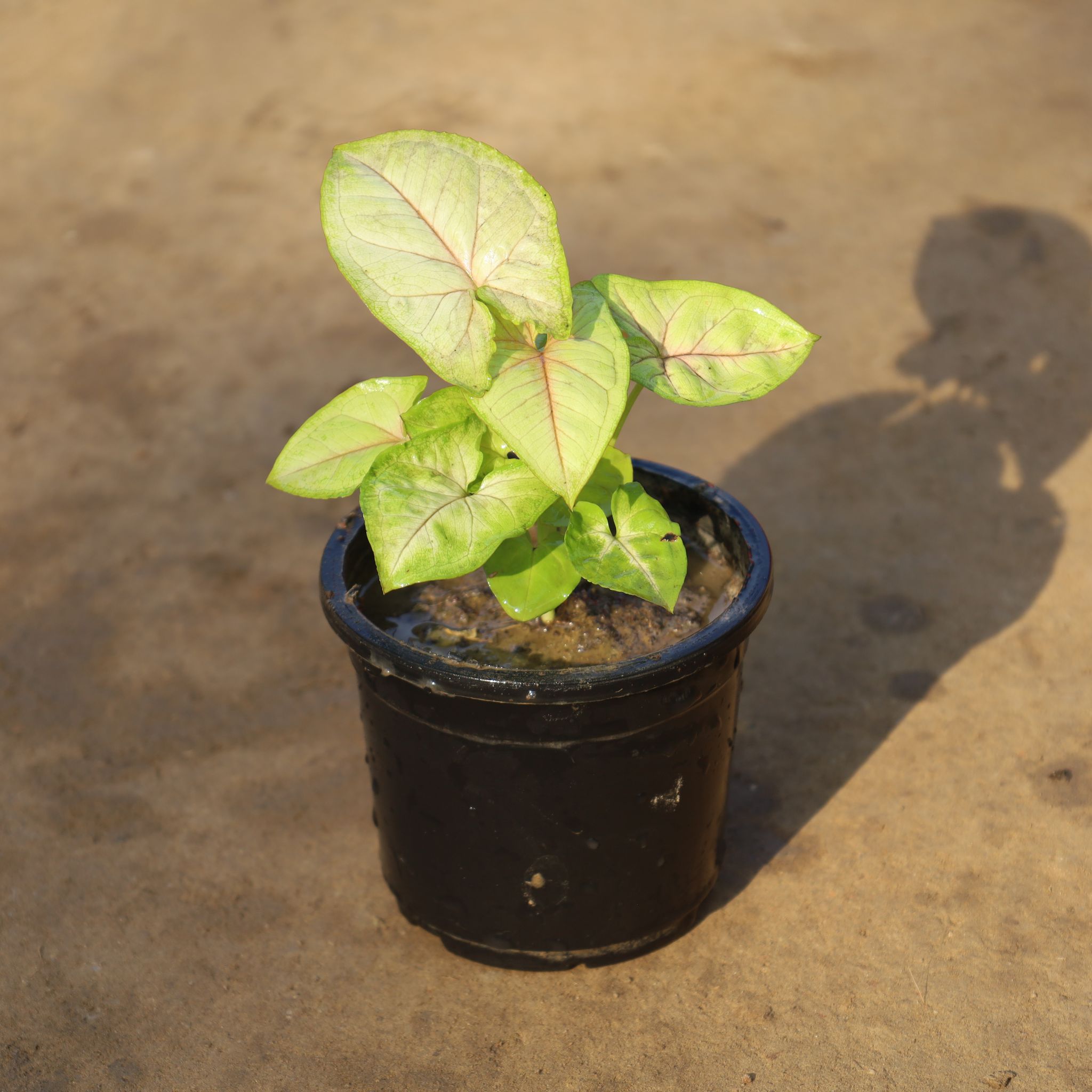 Syngonium Dwarf Golden / Neon in 4 Inch Nursery Pot