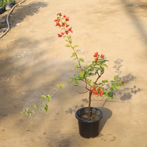 Bougainvillea (Any Colour) in 8 Inch Nursery Pot