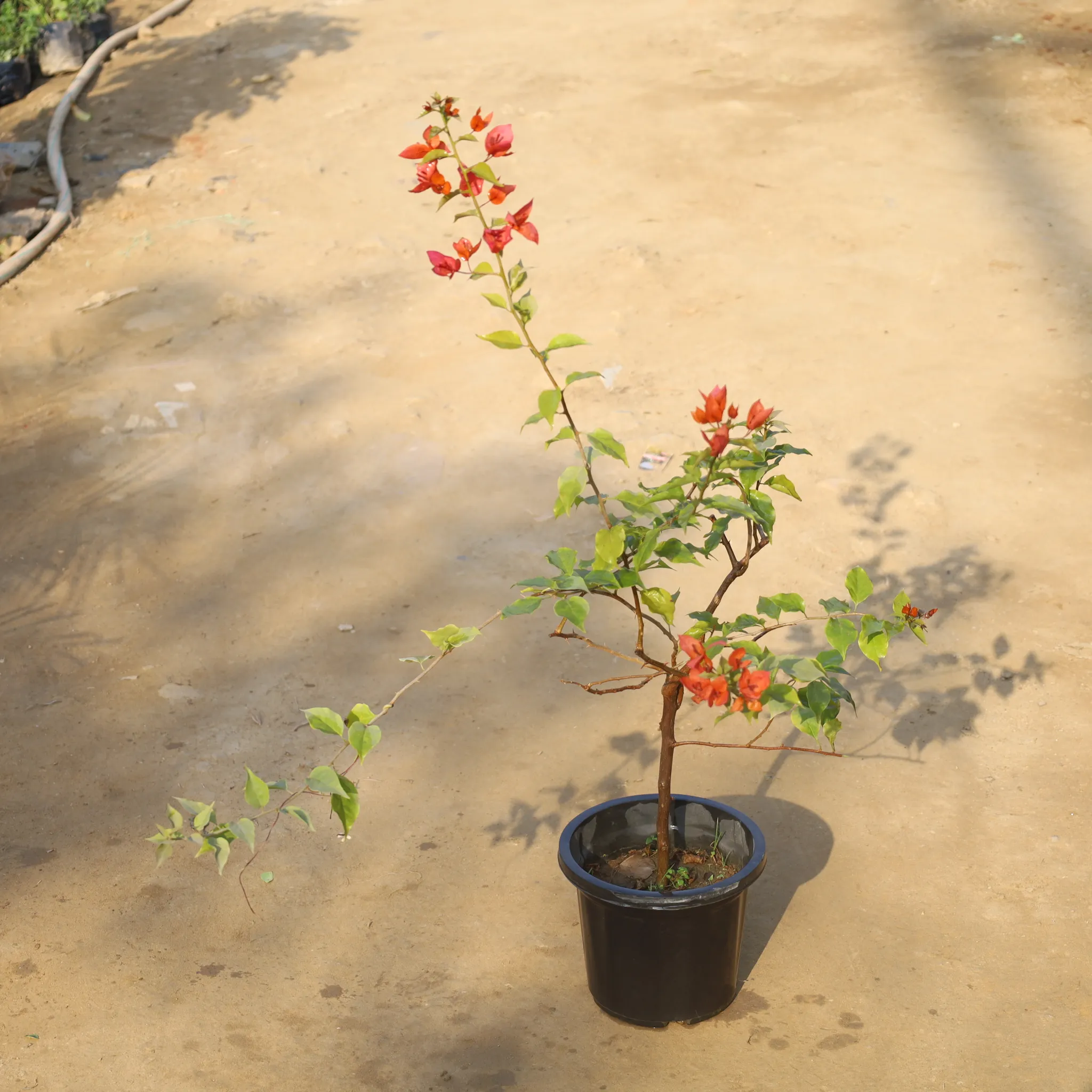 Bougainvillea (Any Colour) in 8 Inch Nursery Pot