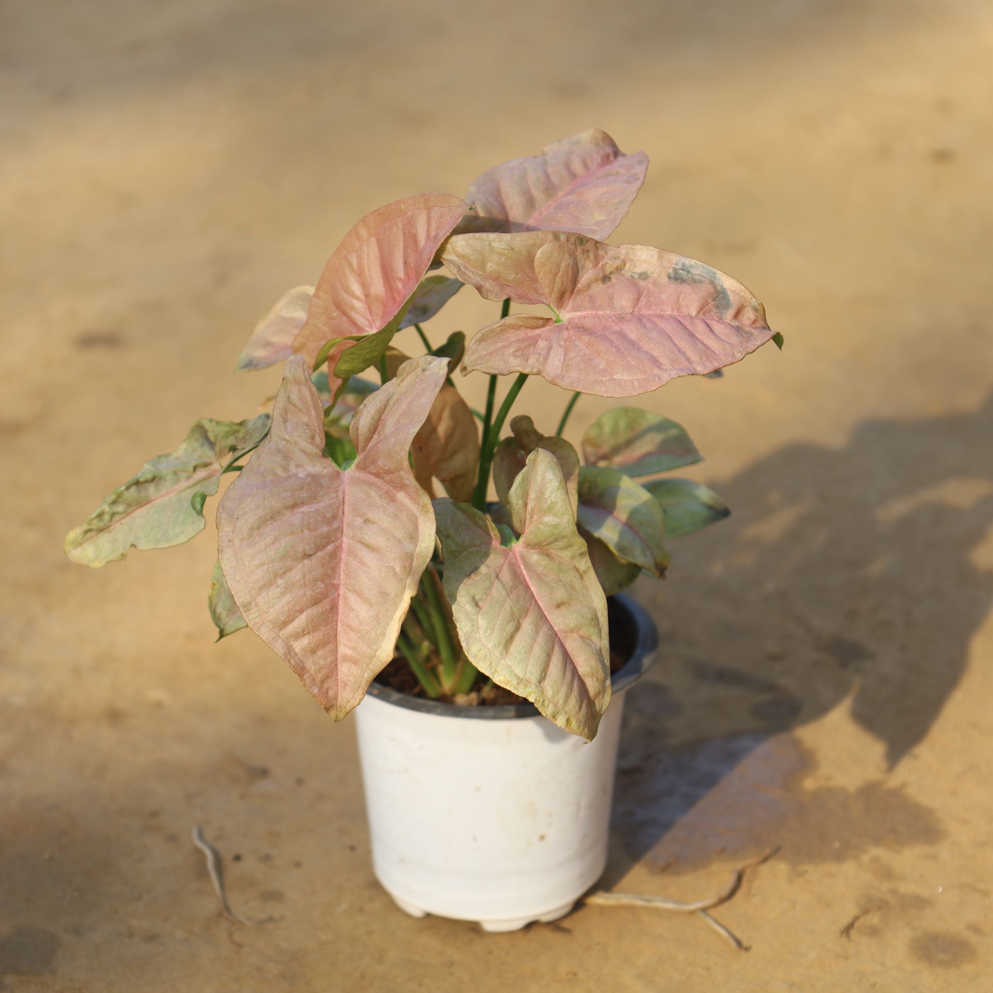Syngonium Dwarf Pink in 4 Inch Nursery Pot