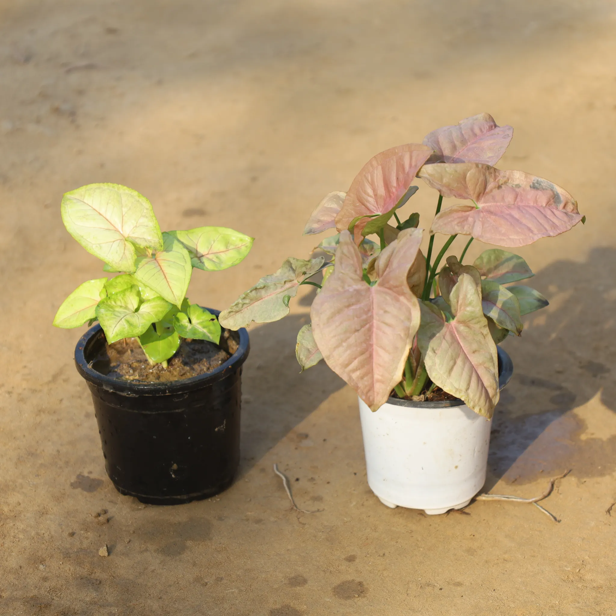 Set Of 2 - Syngonium Golden & Pink in 4 Inch Nursery Pot