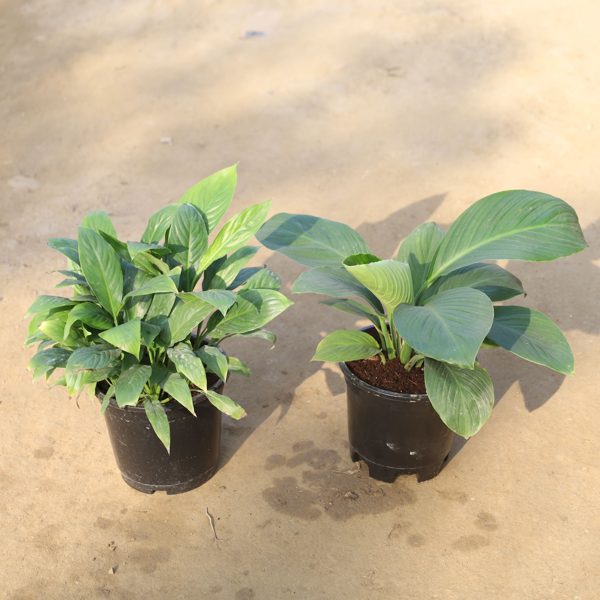 Set Of 2 - Peace Lily Bushy in 6 Inch Nursery Pot