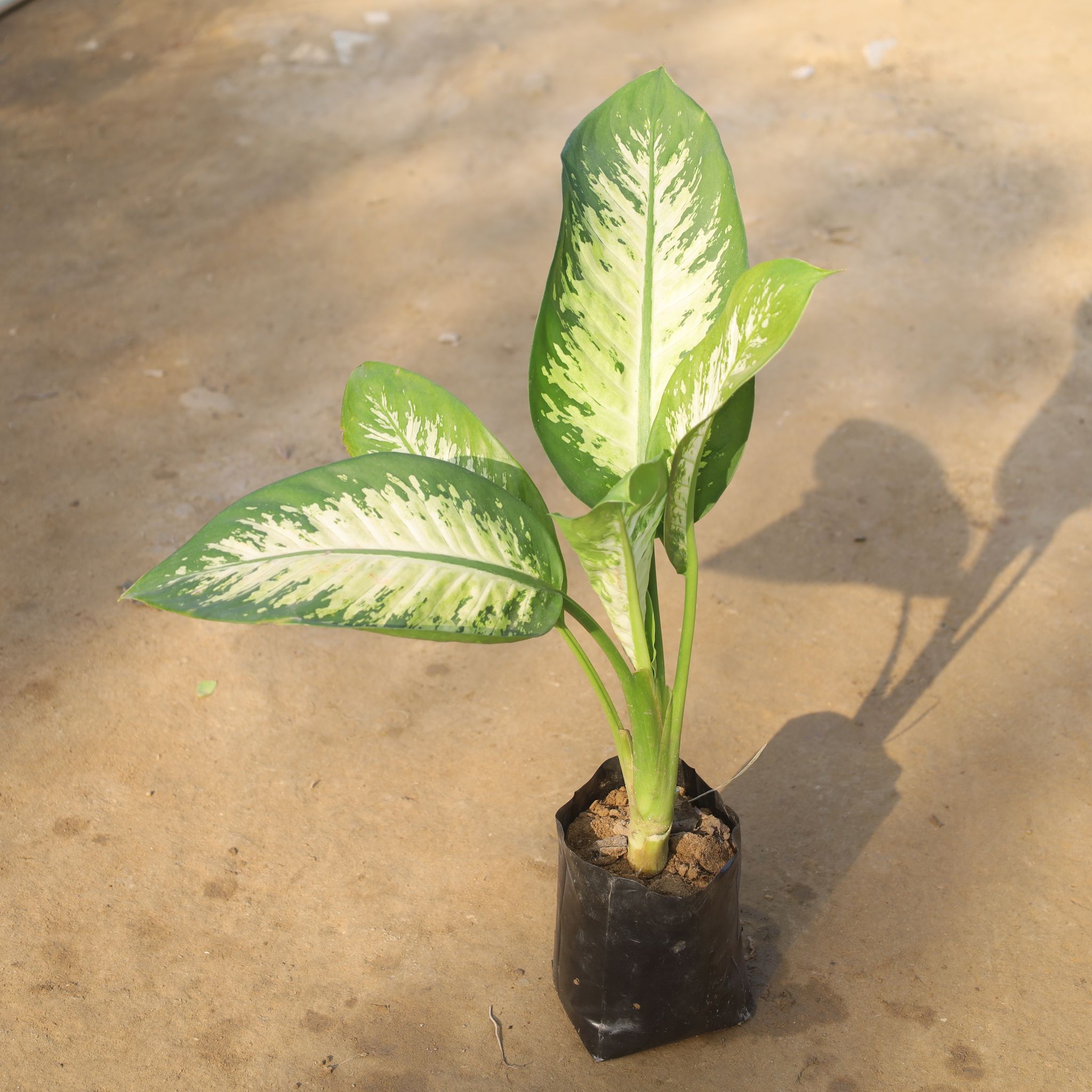 Dieffenbachia / Dumb Cane in 4 Inch Nursery Bag