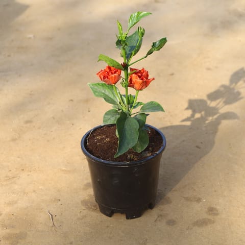 Hibiscus Hybrid Double Petal in 6 Inch Nursery Pot