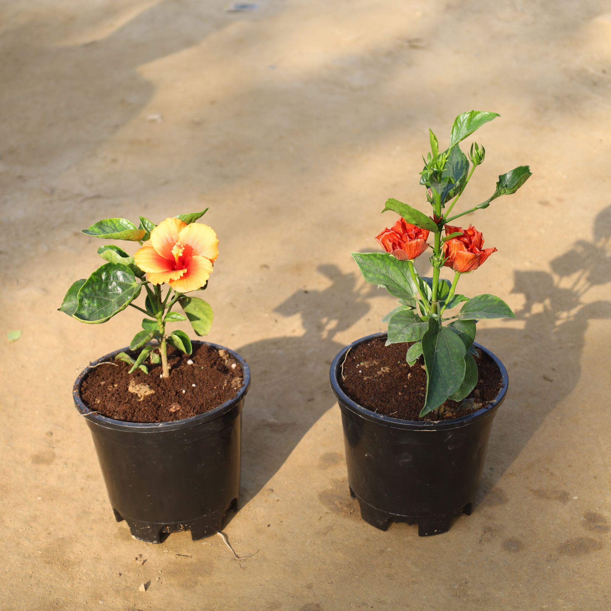 Set Of 2 - Hibiscus Hybrid (Any Colour) in 6 Inch Nursery Pot