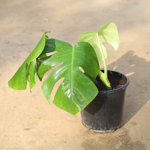 Monstera Deliciosa  in 6 Inch Nursery Pot