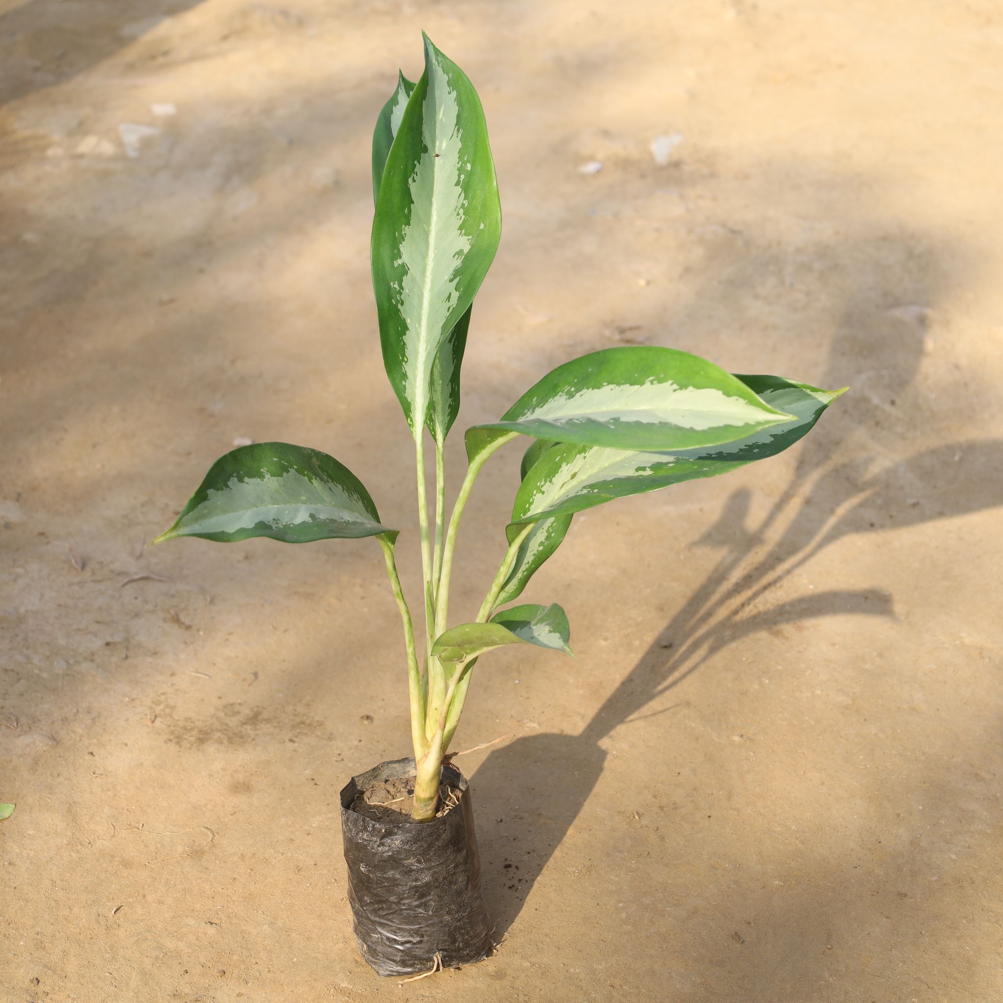 Aglaonema Silver Queen (1-1.5 Ft) in 5 Inch Nursery Pot