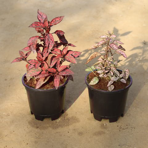 Winter Combo Set Of 2 - Hypoestes / Polka Dot (Red & Pink) in 6 Inch Nursery Pot