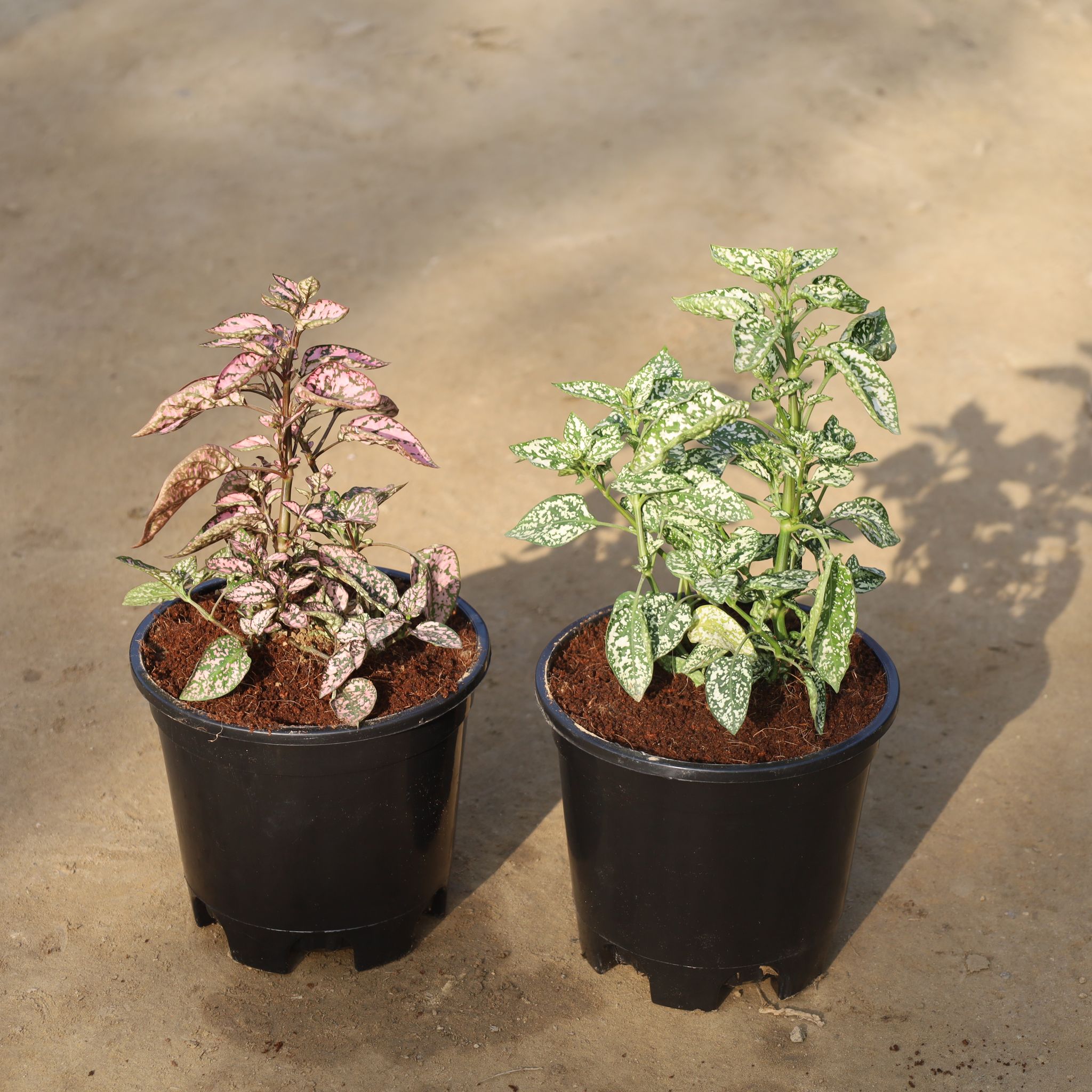 Set Of 2 - Hypoestes / Polka Dot (Pink & White) in 6 Inch Nursery Pot