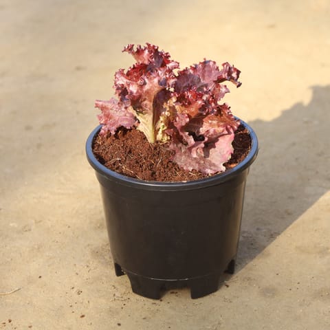 Lettuce Red in 6 Inch Nursery Pot