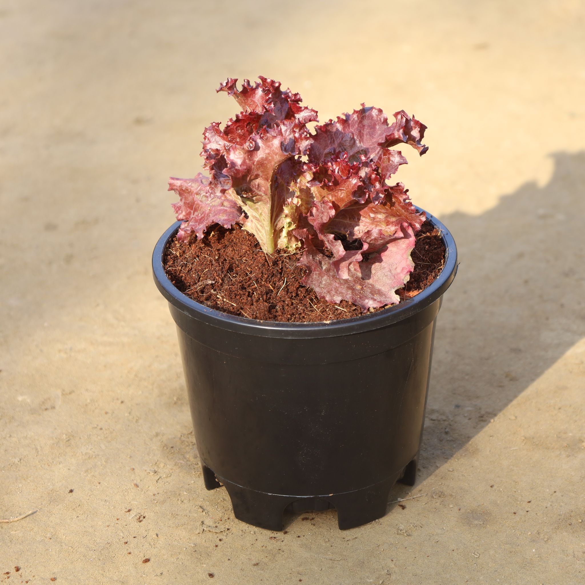 Lettuce Red in 6 Inch Nursery Pot