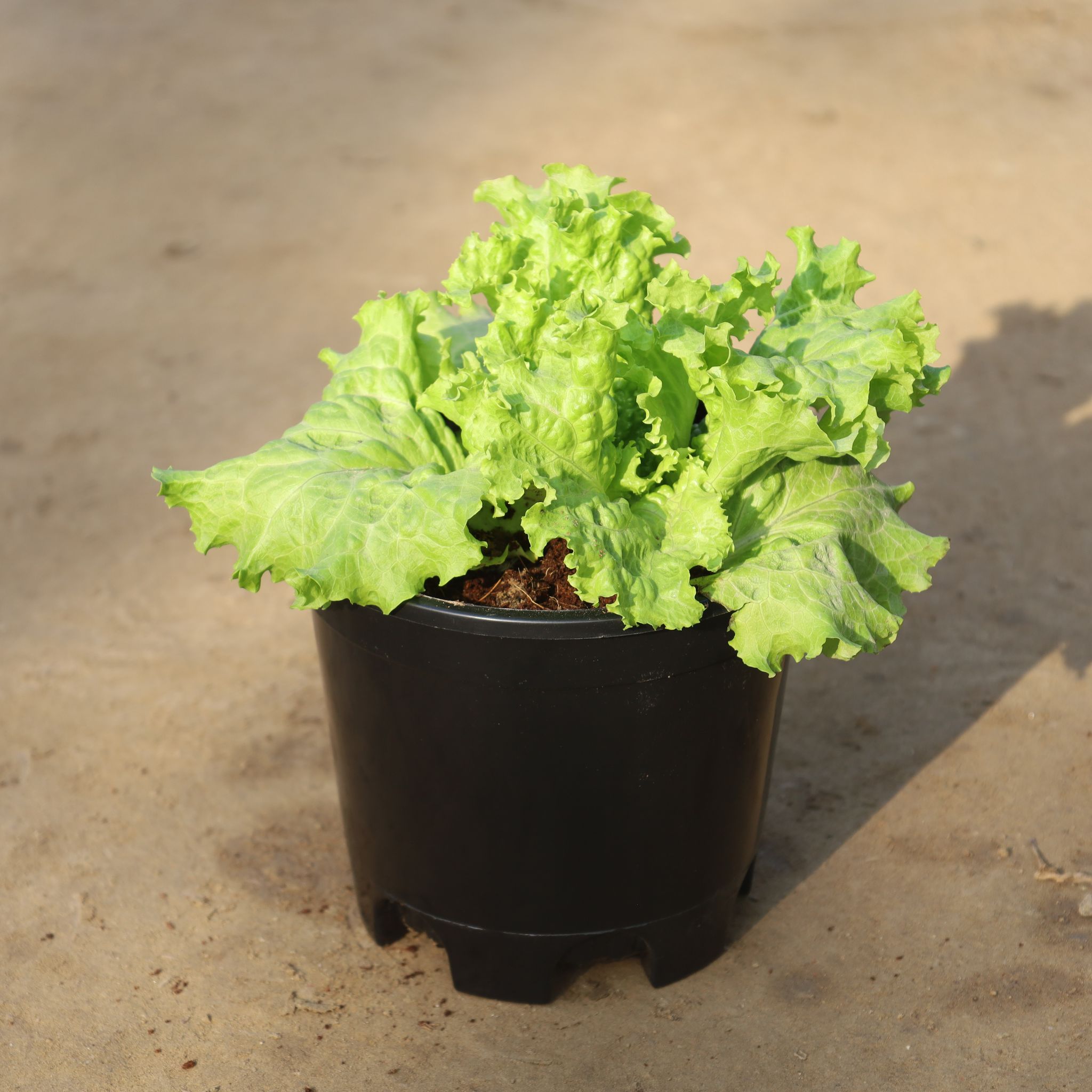 Lettuce Green in 6 Inch Nursery Pot