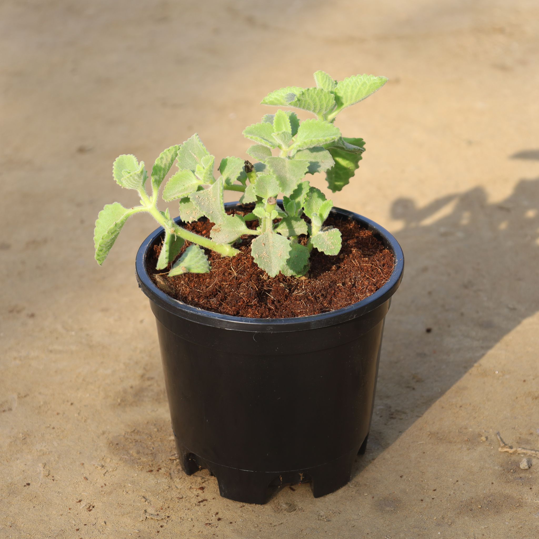 Ajwain Plant in 6 Inch Nursery Pot