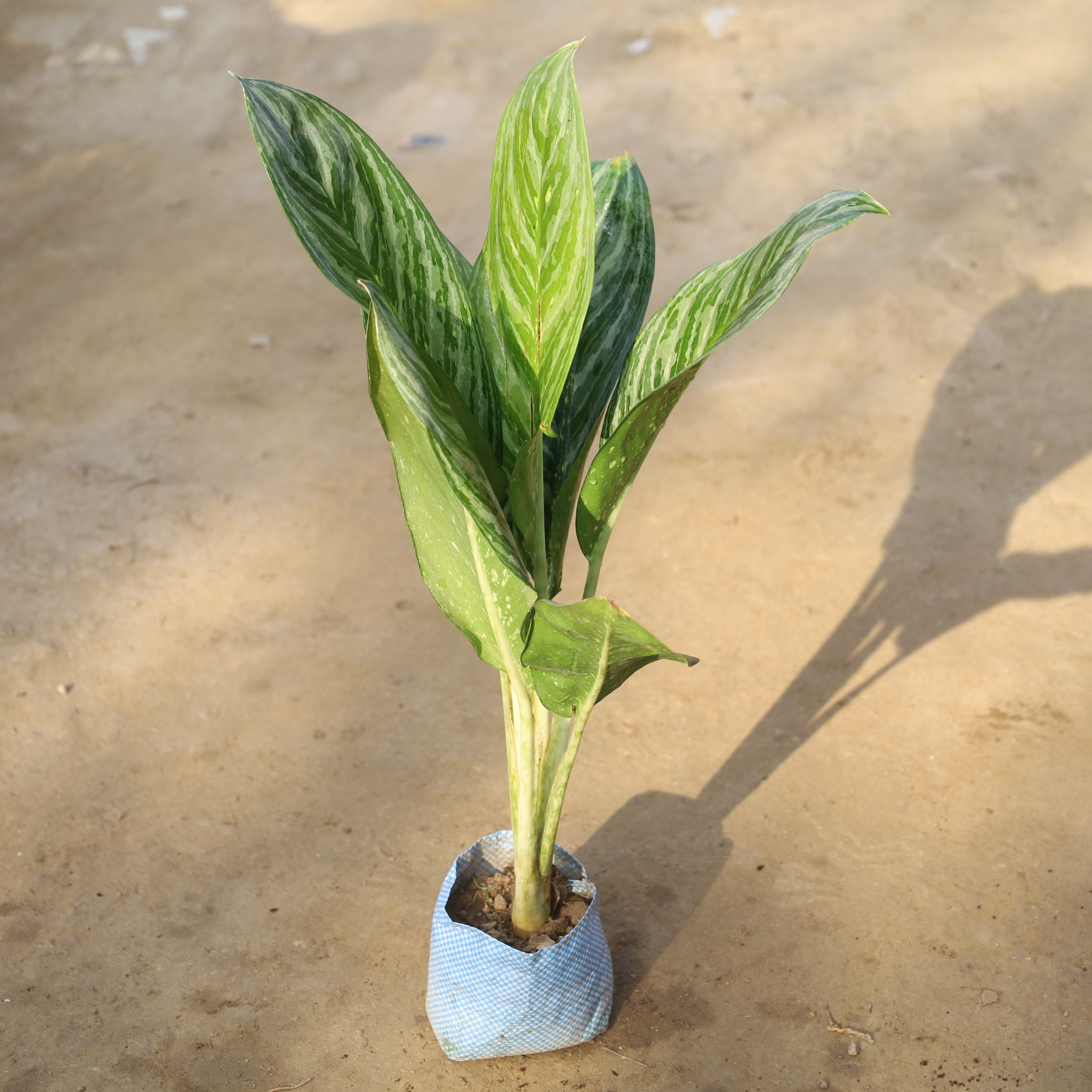 Aglaonema Jharna Variegated in 8 Inch Nursery Bag