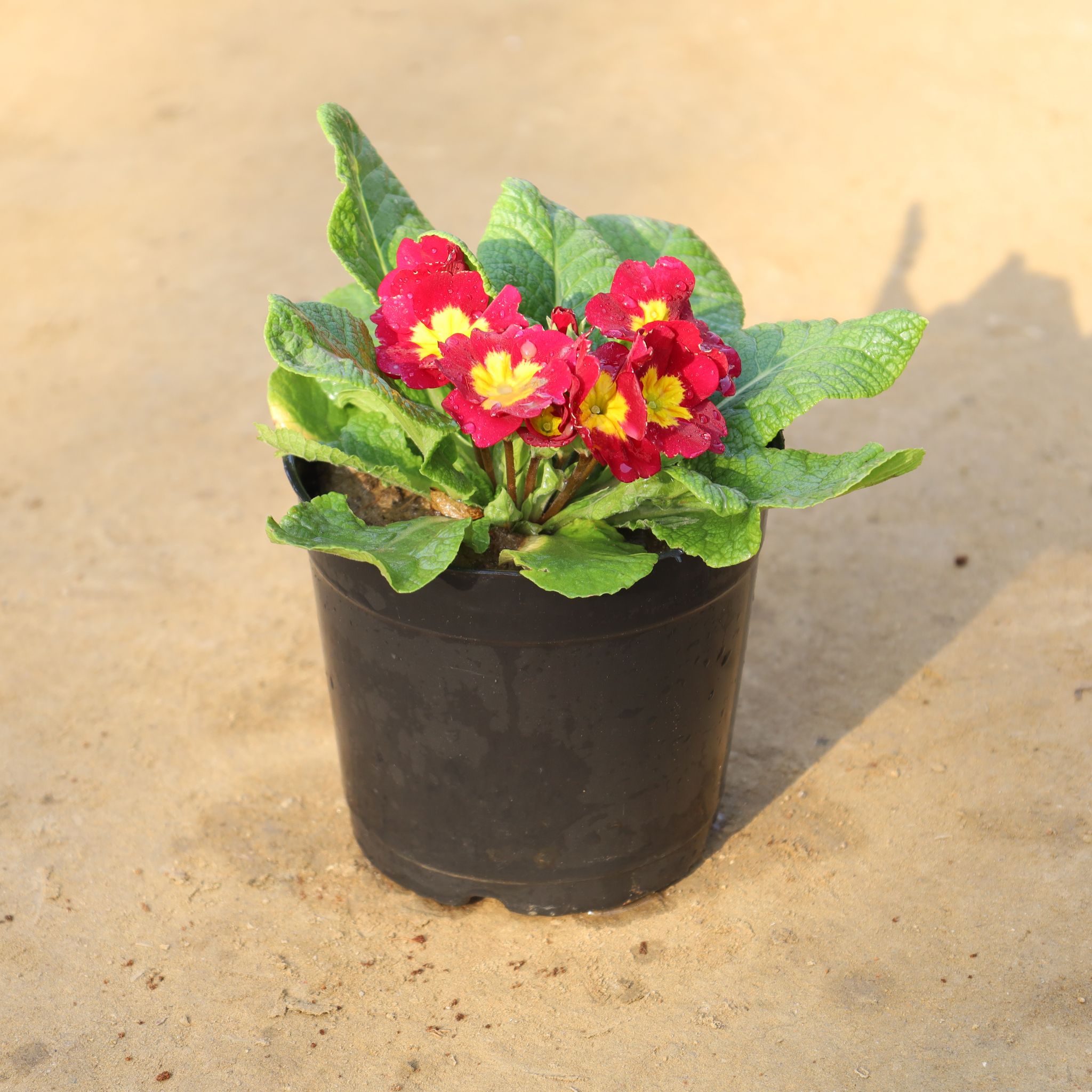 Prime Rosea / Primula Any Colour in 5 Inch Nursery Pot