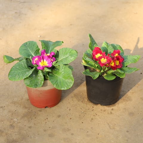 Set Of 2 - Prime Rosea / Primula in 5 Inch Nursery Pot