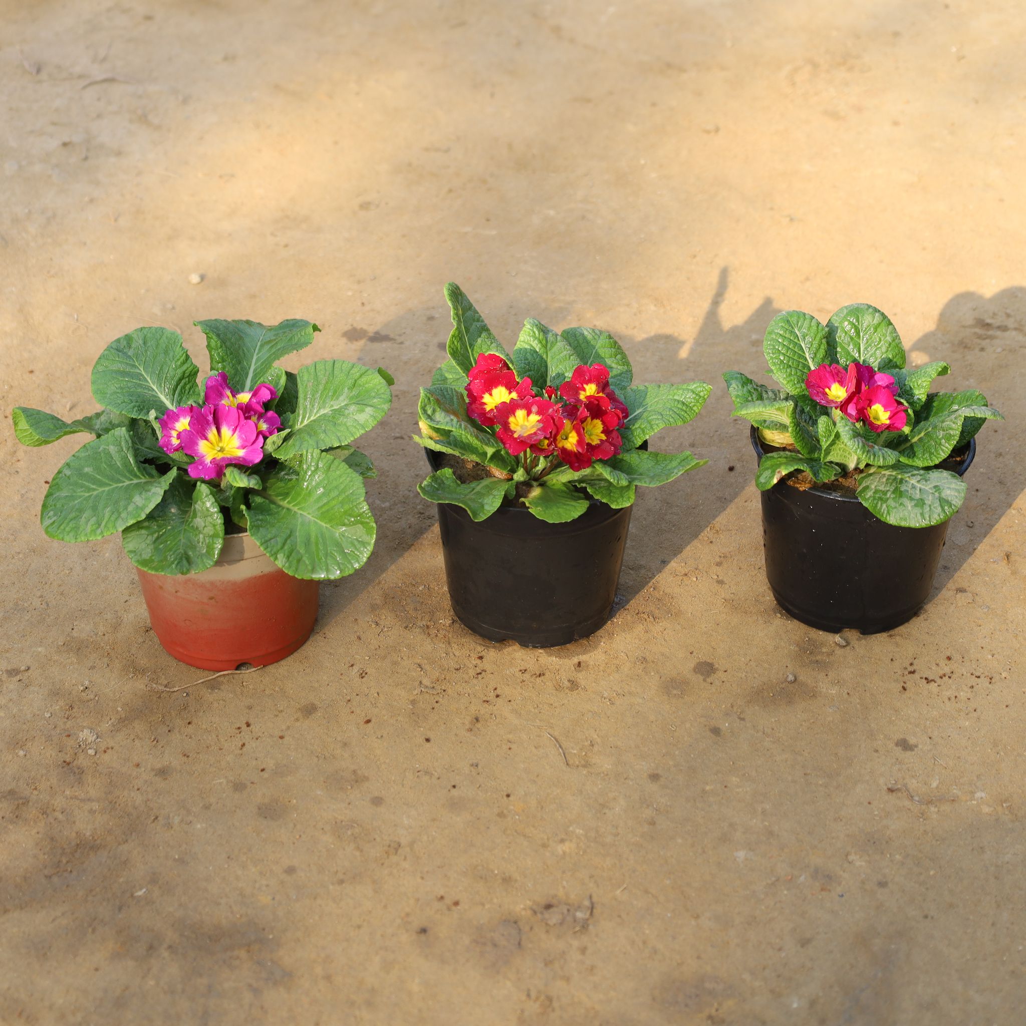 Set Of 3 - Prime Rosea / Primula in 5 Inch Nursery Pot