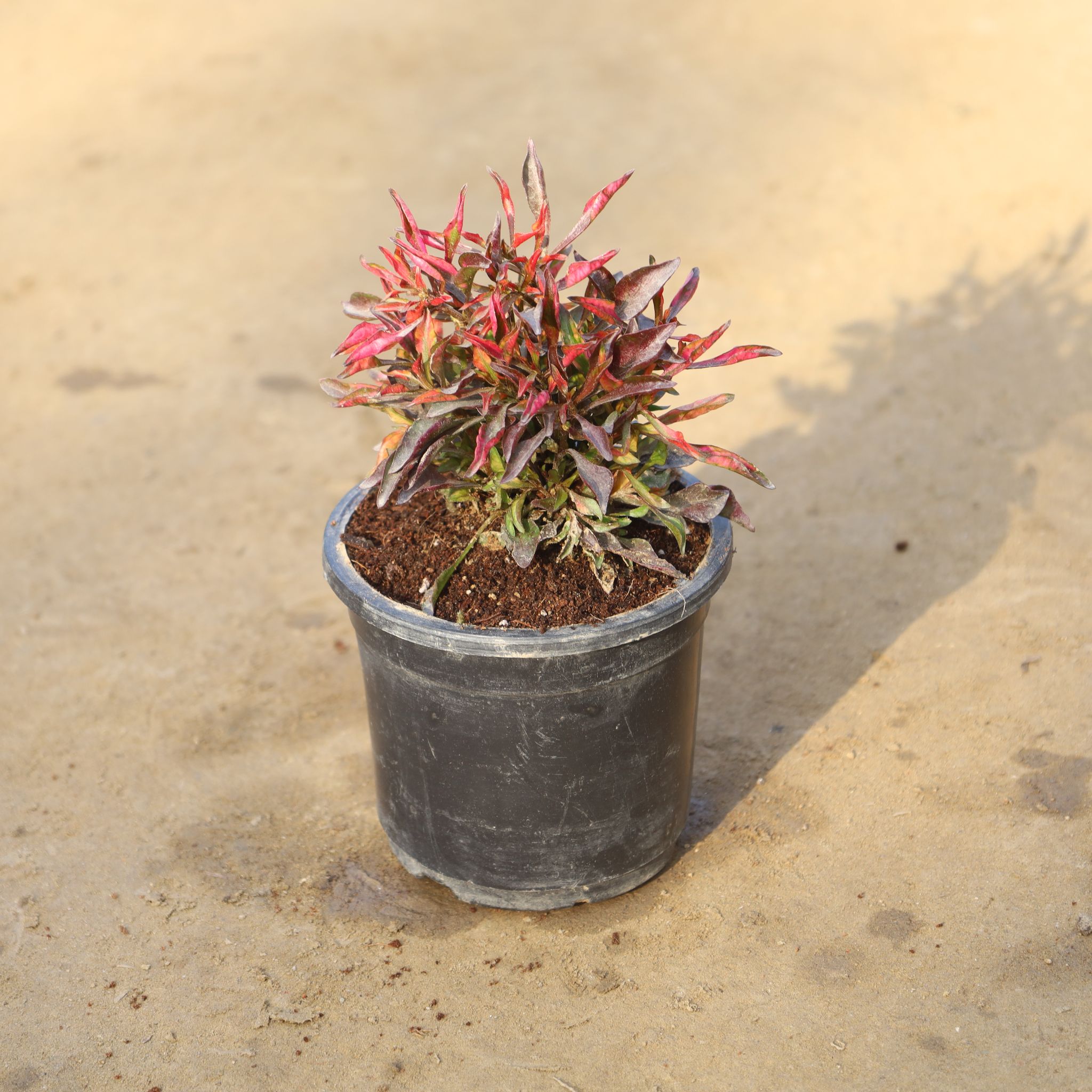 Alternanthera Red Variegated in 4 Inch Nursery Pot