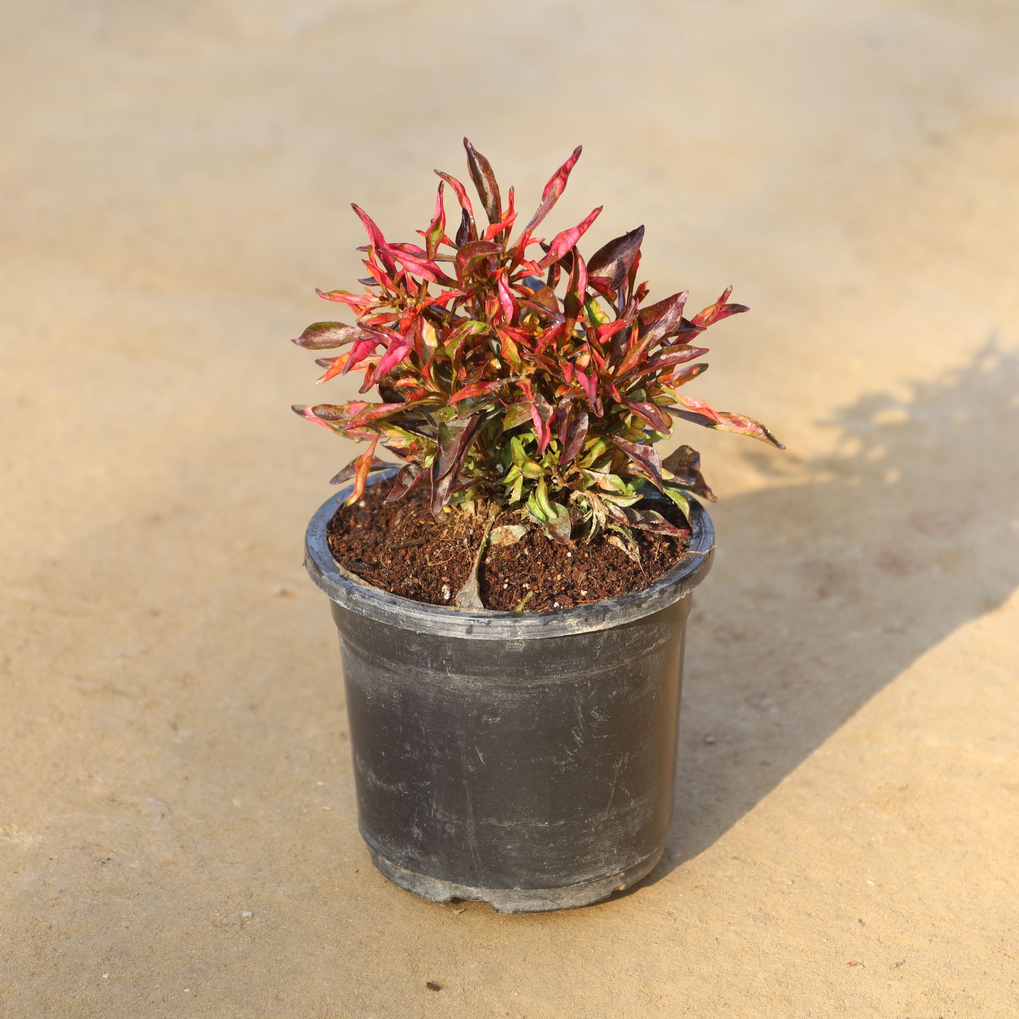 Alternanthera Red Variegated in 4 Inch Nursery Pot