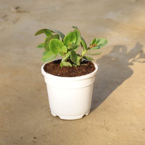 Kalanchoe Red in 4 Inch Nursery Pot
