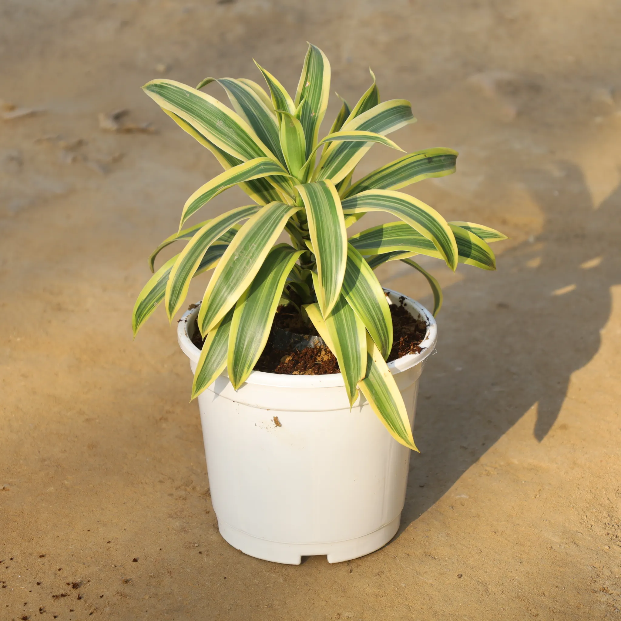 Song Of india in 6 Inch Nursery Pot