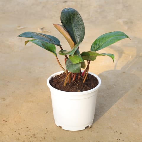 Air Purifier Philodendron Red in 5 Inch Nursery Pot