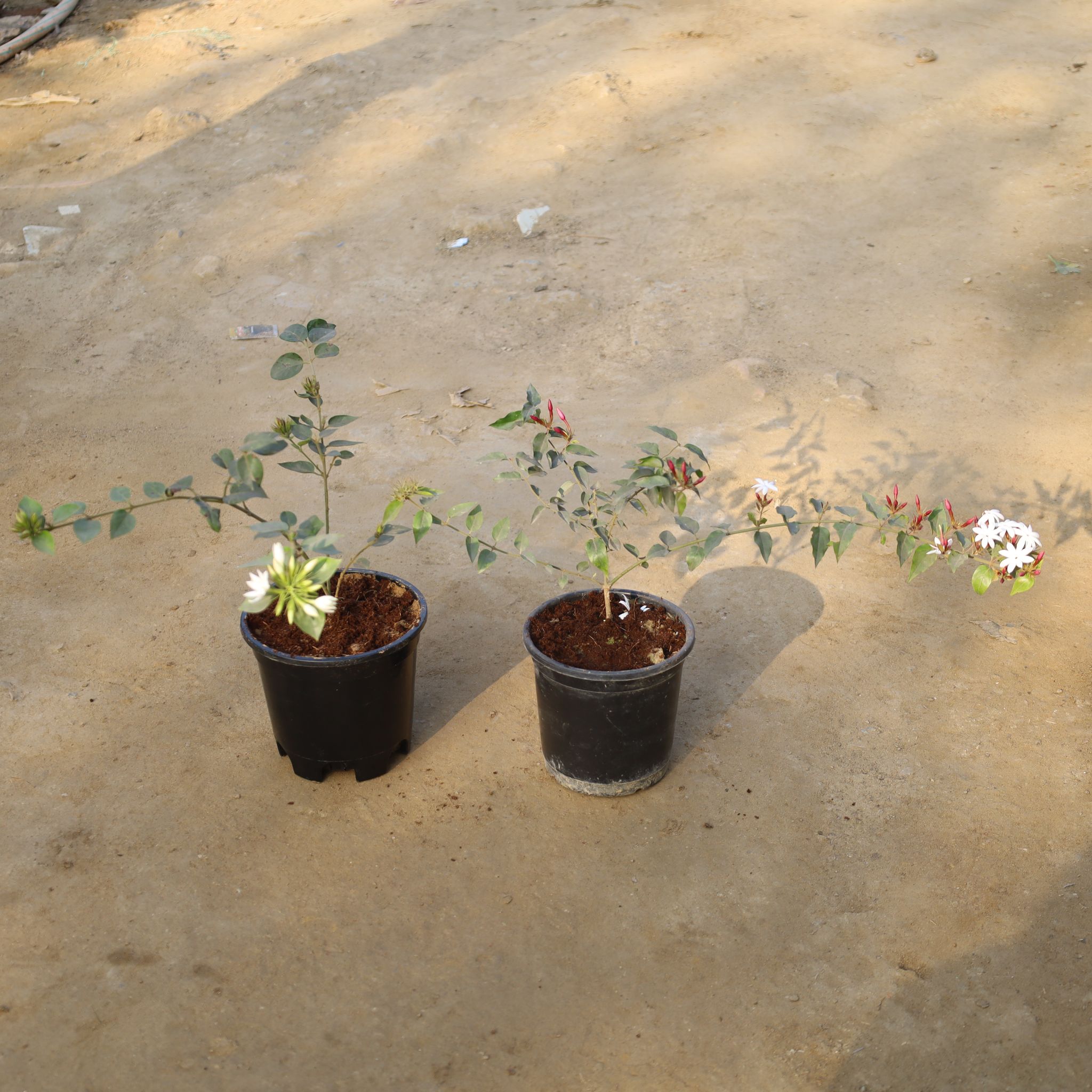 Set Of 2 - Juhi & Jasmine in 6 Inch Nursery Pot
