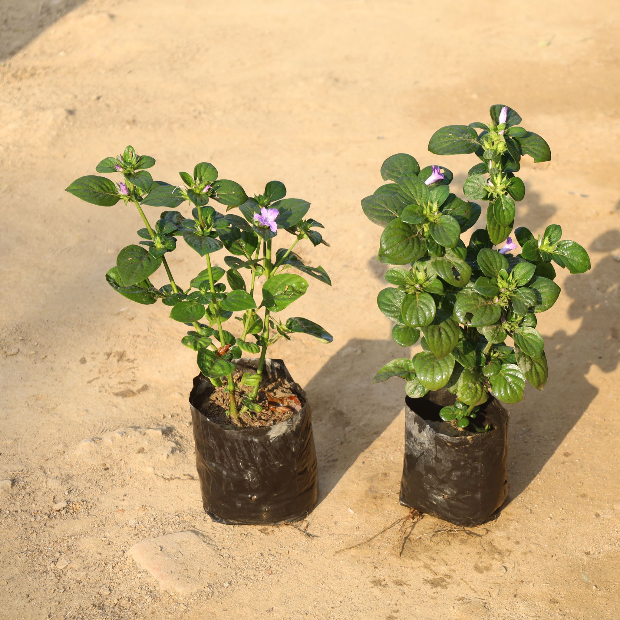 Set Of 2 - Barleria / Philippine Violet in 8 Inch Nursery Bag