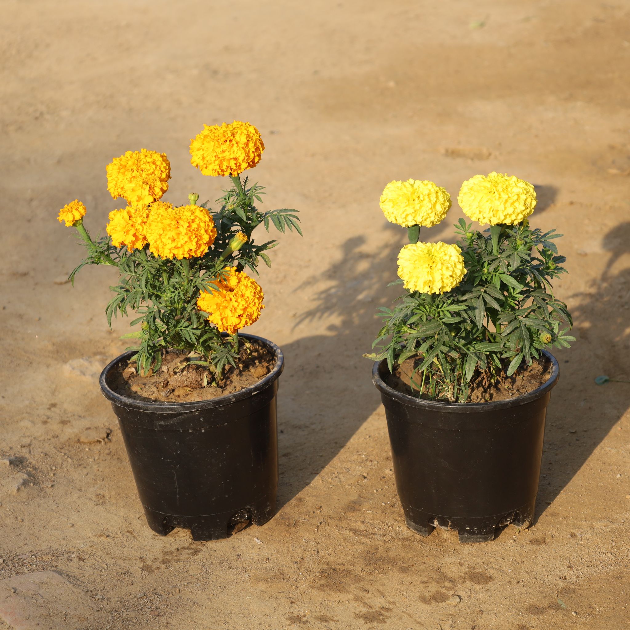 Set Of 2 - Marigold (Any Colour) in 6 Inch Nursery Pot