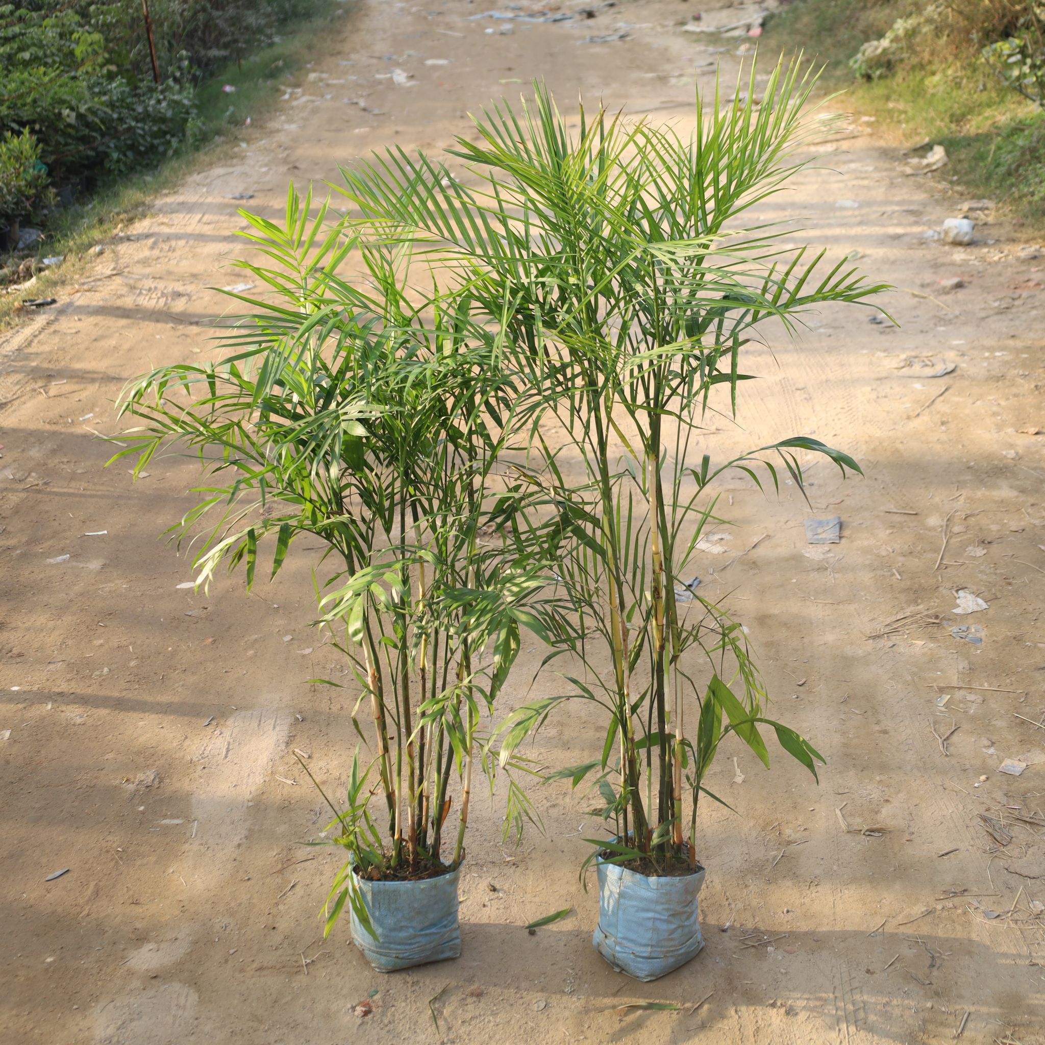 Set Of 2 - Bamboo Palm / Cane Palm (4-5 Ft) in 12 Inch Nursery Bag