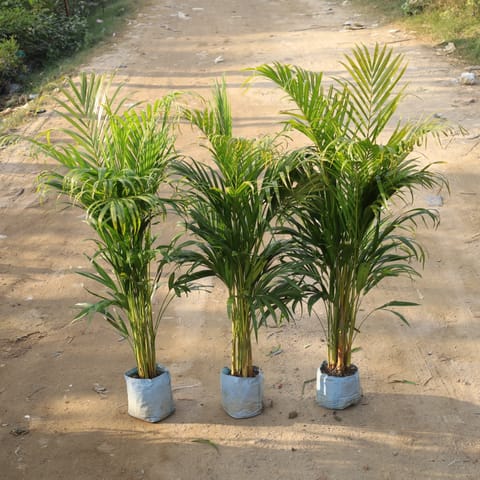 Set Of 3 - Areca Palm Bushy indoor in 8 Inch Nursery Bag