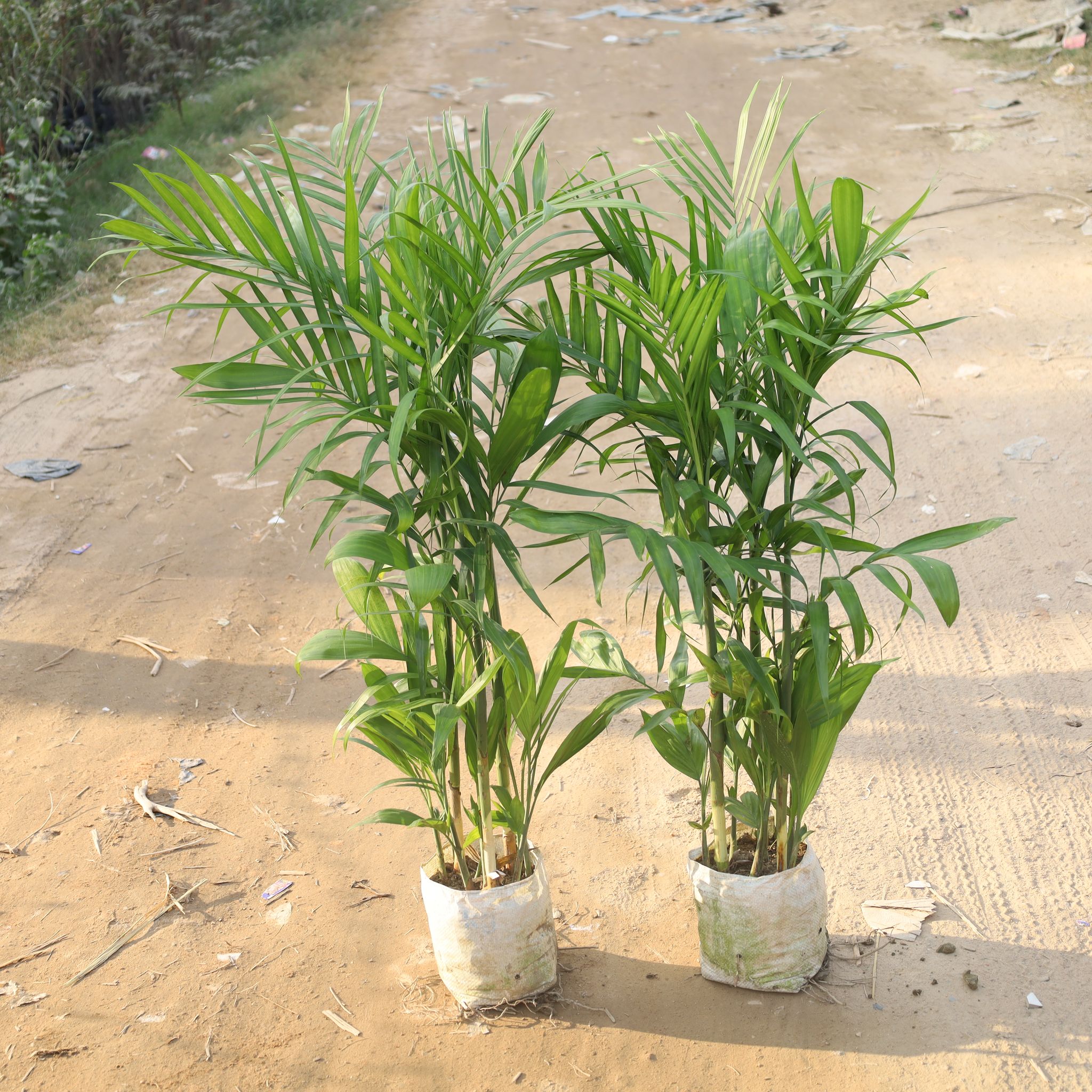 Set Of 2 - Bamboo Palm / Cane Palm (4 Ft) in 10 Inch Nursery Bag