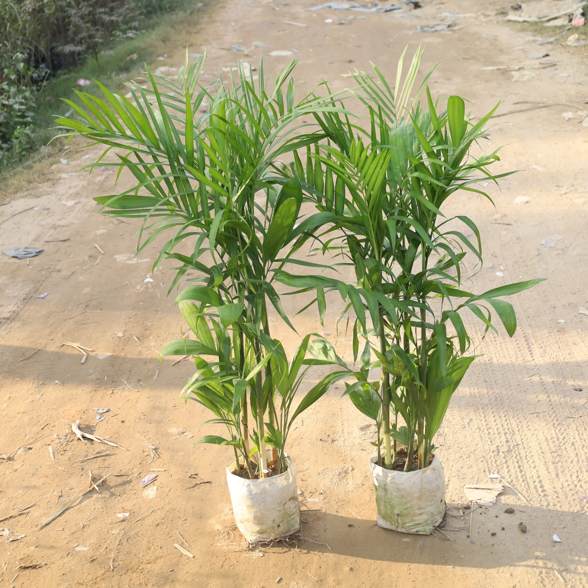 Set Of 2 - Bamboo Palm / Cane Palm (4 Ft) in 10 Inch Nursery Bag