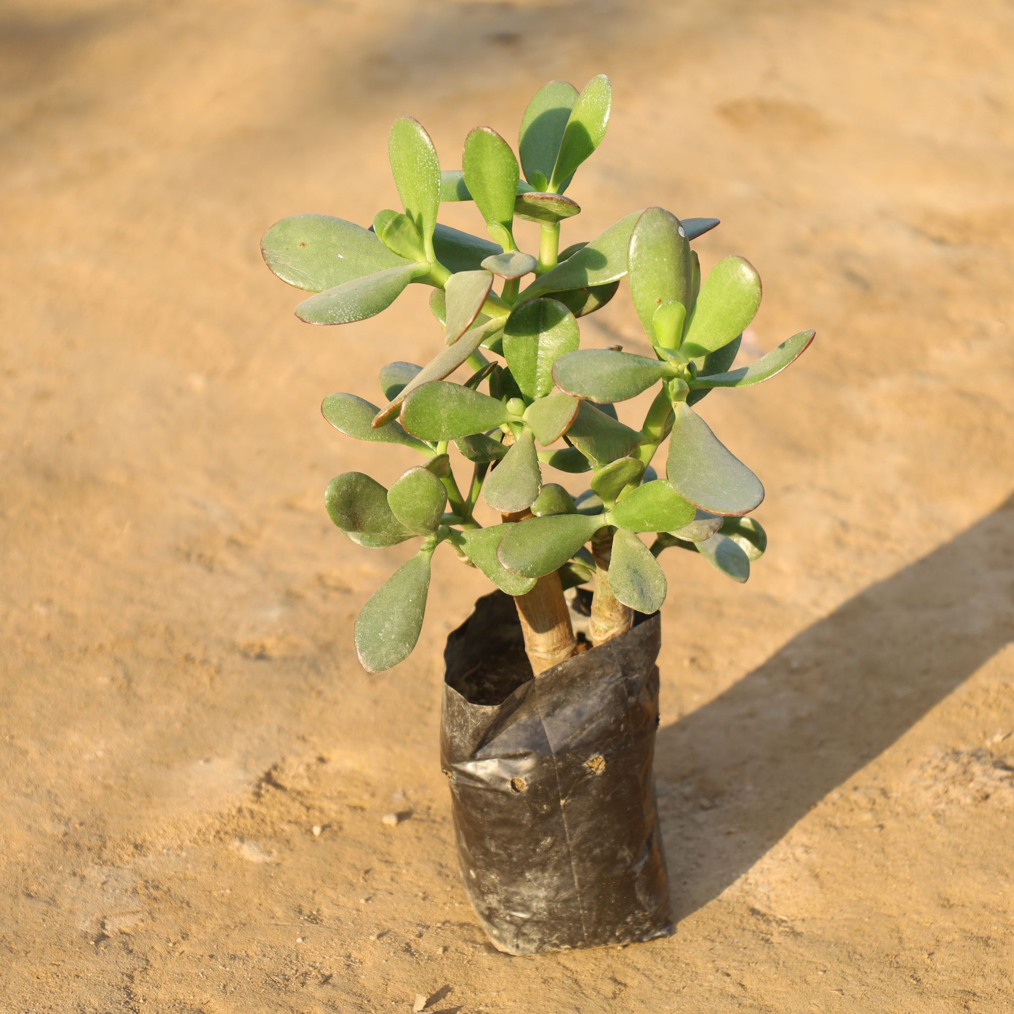 Crassula Ovata / Dhan Kuber in 4 Inch Nursery Bag