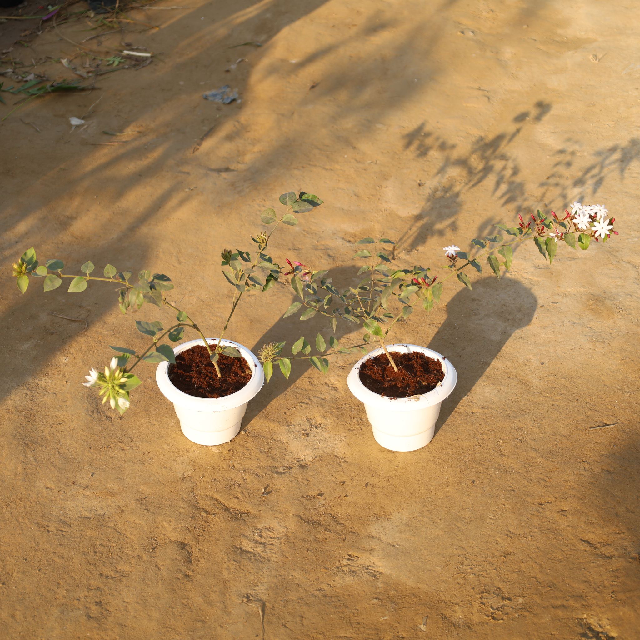 Set Of 2 - Juhi & Jasmine in 6 Inch White Classy Plastic Pot
