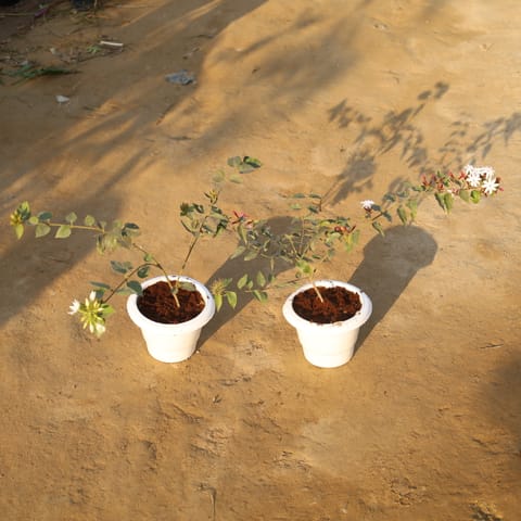 Set Of 2 - Juhi & Jasmine in 6 Inch White Classy Plastic Pot