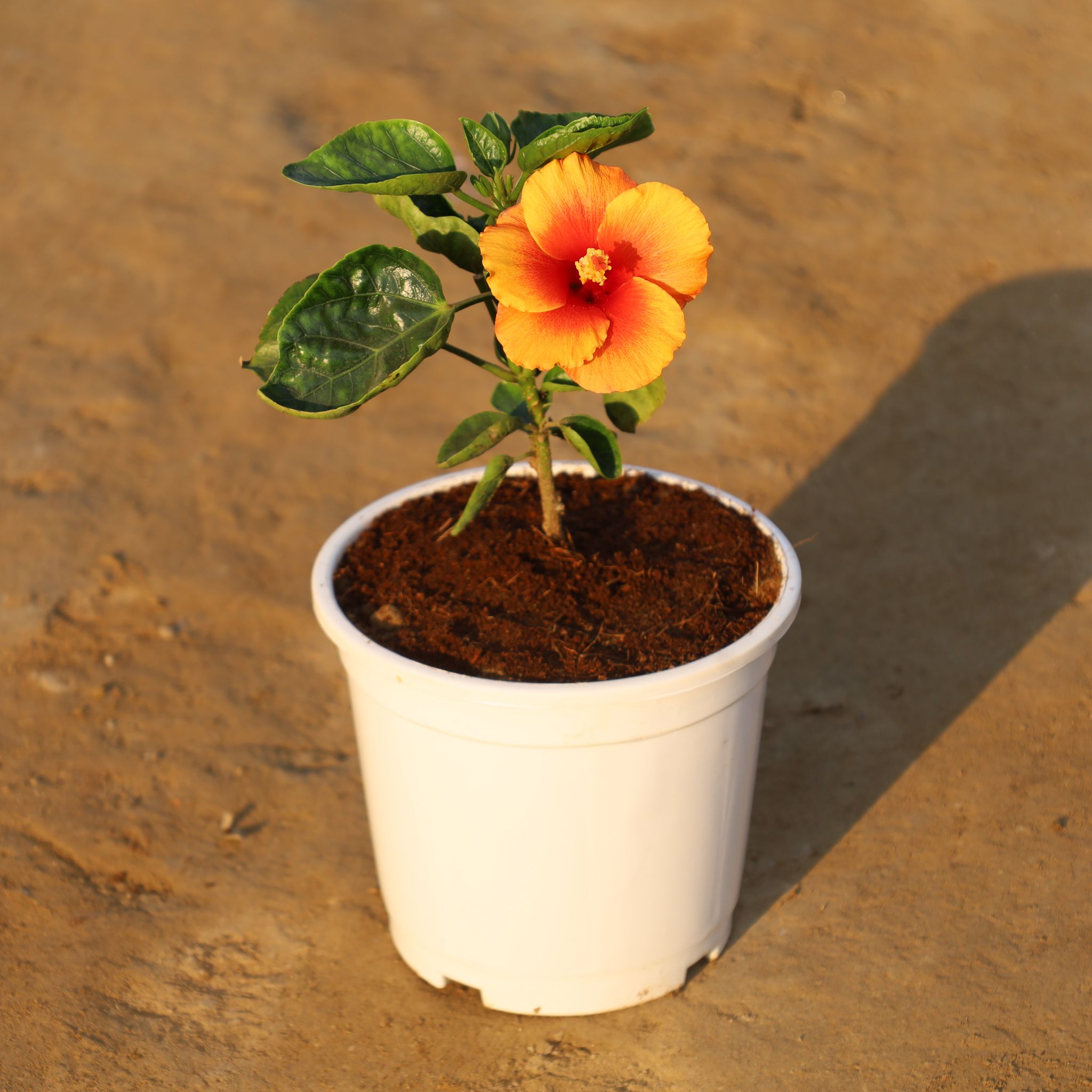 Hibiscus Hybrid (Any Colour) in 6 Inch Nursery Pot