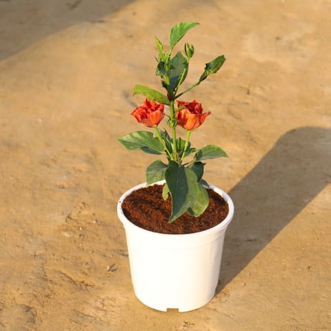 Hybrid Hibiscus Double Petal in 6 Inch Nursery Pot