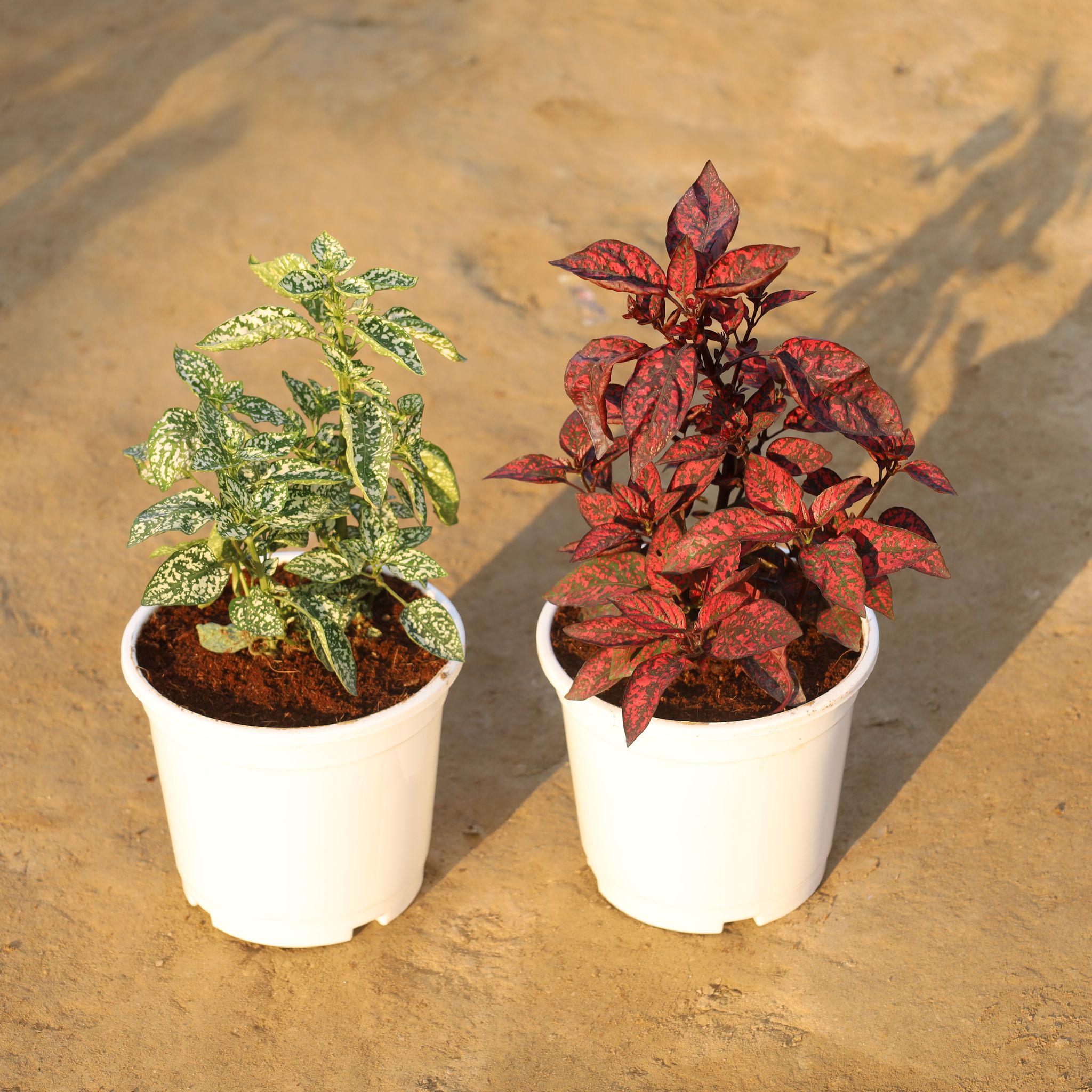 Set Of 2 - Hypoestes / Polka Dot (White & Pink) in 6 Inch Nursery Pot