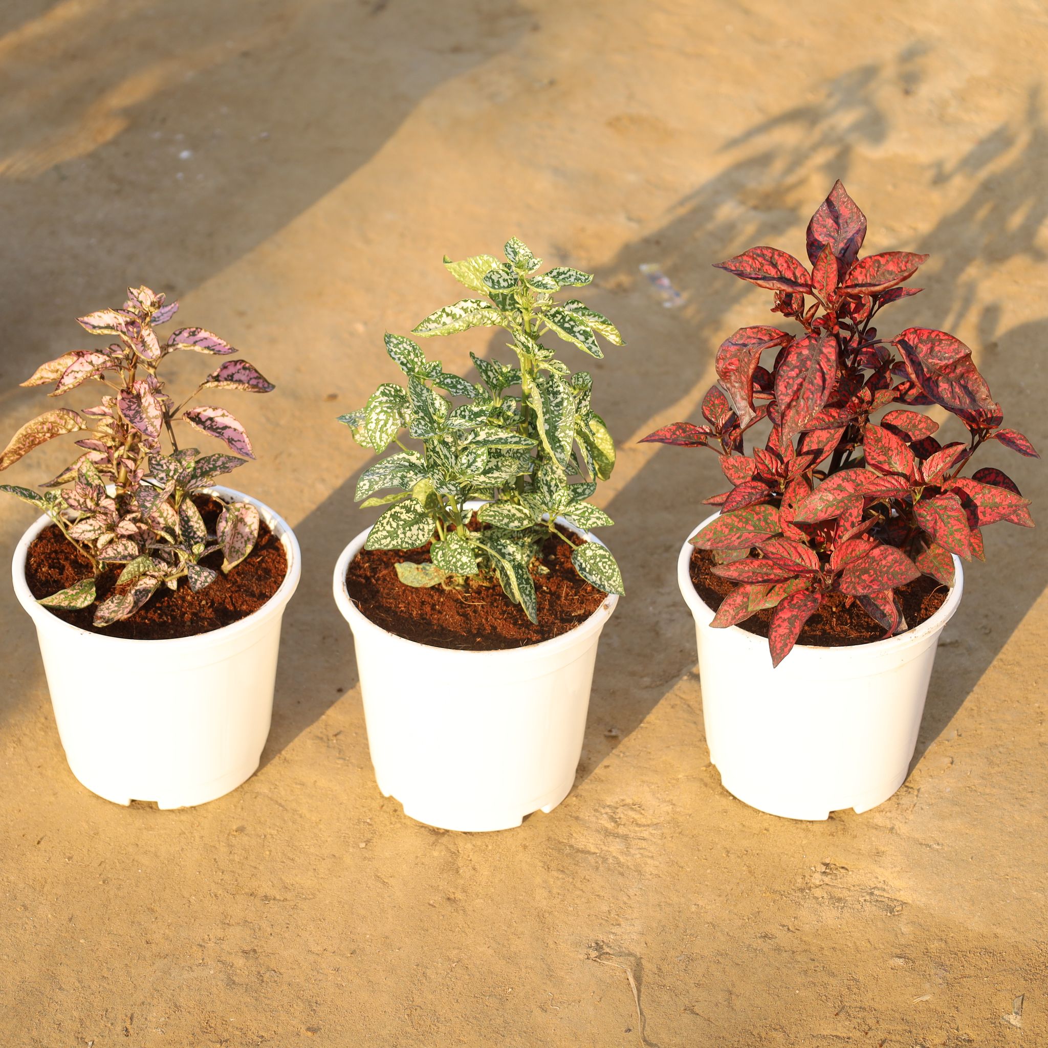 Set Of 3 - Hypoestes / Polka Dot (Pink, White & Red) in 6 Inch Nursery Pot