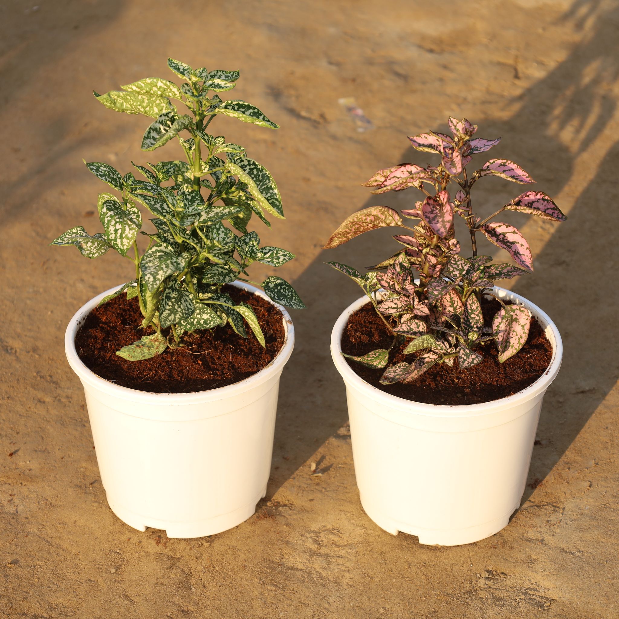 Set Of 2 - Hypoestes / Polka Dot (White & Pink) in 6 Inch Nursery Pot
