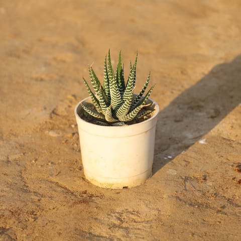 Haworthia Zebra Succulent in 4 Inch Nursery Pot