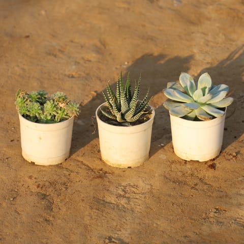 Set Of 3 - Succulent House Leek, Haworthia Zebra Succulent & Echeveria Elegance in 4 Inch Nursery Pot