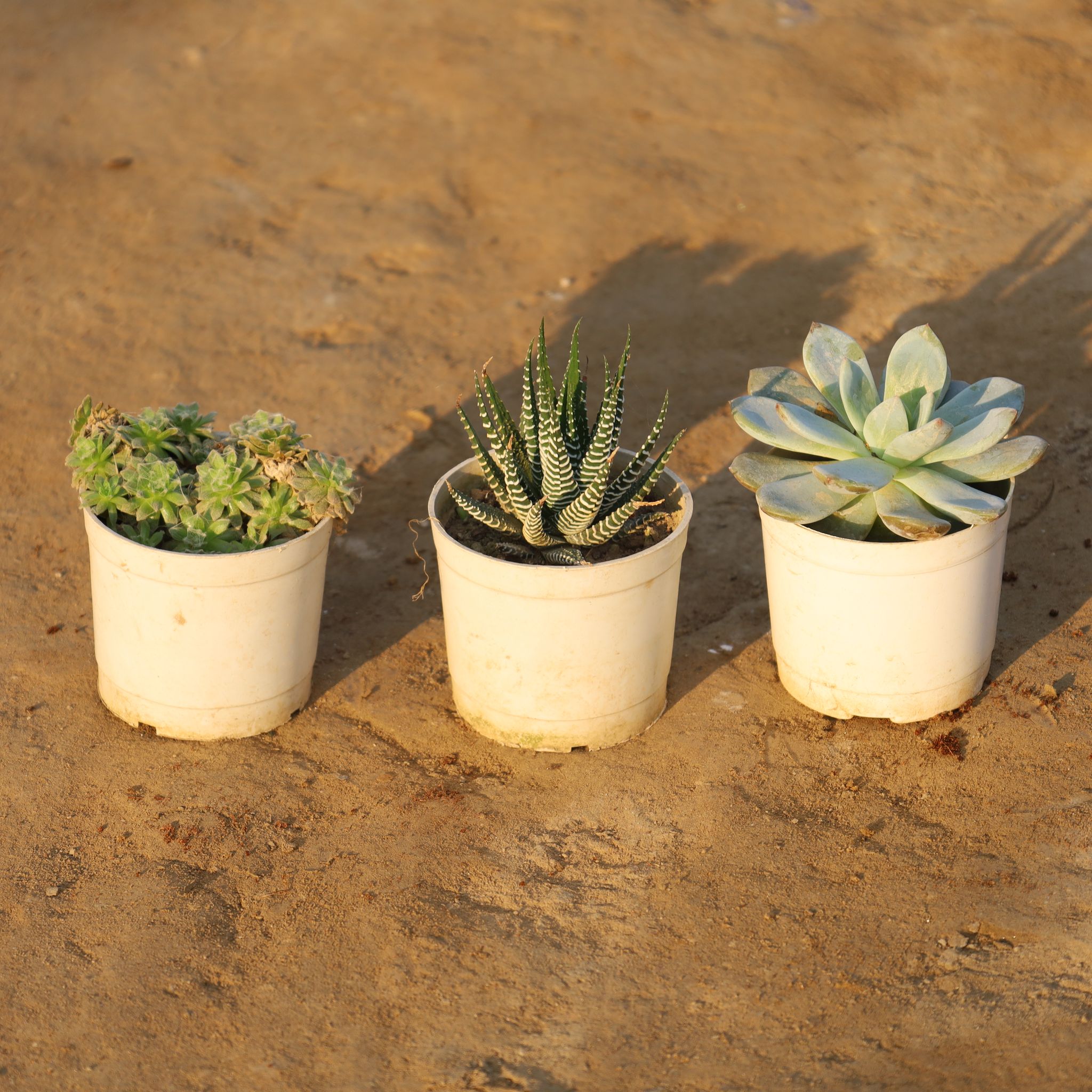 Set Of 3 - Succulent House Leek, Haworthia Zebra Succulent & Echeveria Elegance in 4 Inch Nursery Pot